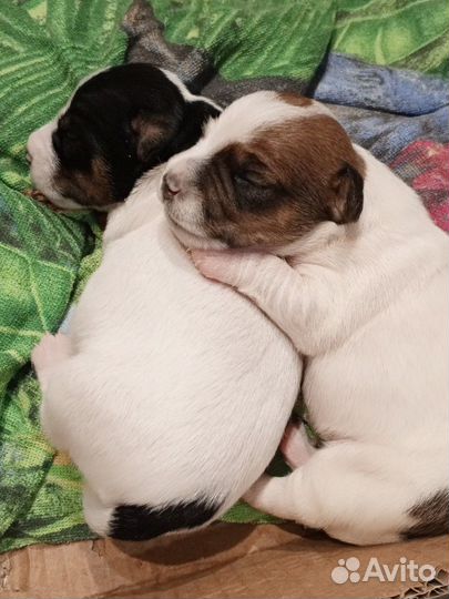 Щенки джек рассел терьер