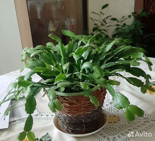 Рэо, толстянка, декабрист, бенджамина