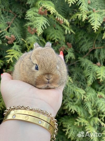 Карликовые кролики