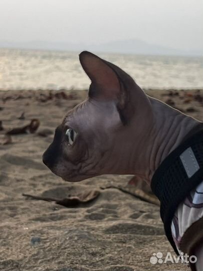 Канадский сфинкс вязка мальчик