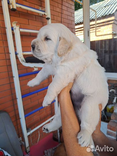 Золотистый ретривер