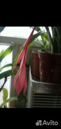 Бильбергия