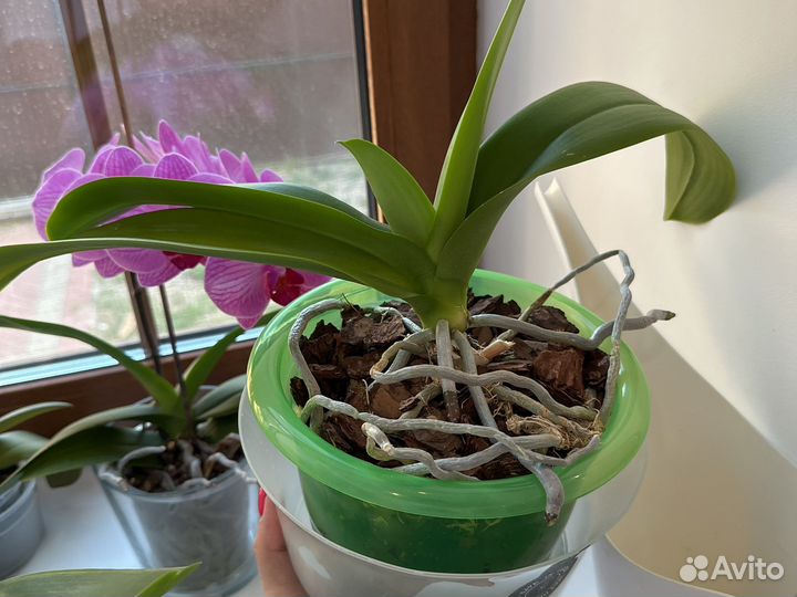 Орхидея фаленопсис белая