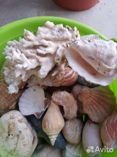 Ракушки и камешки для аквариума