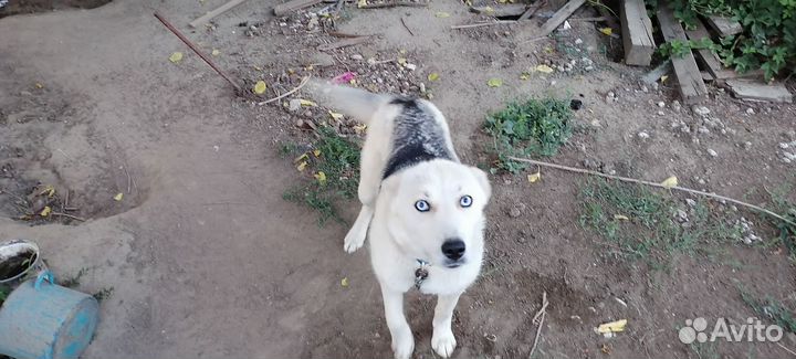 Собака хаски