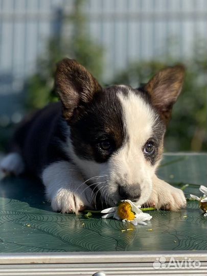 Вельш корги