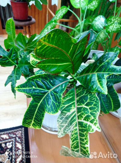 Комнатные растения