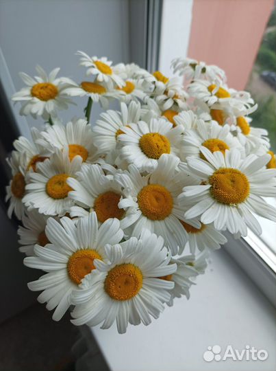 Цветы букет ромашек свежий срез