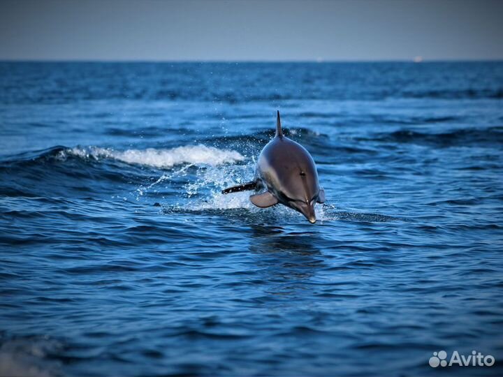 Экскурсия Сочи Экспедиция К Черноморским Дельфинам