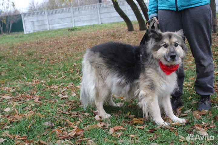 Приютский пёс хочет обрести семью