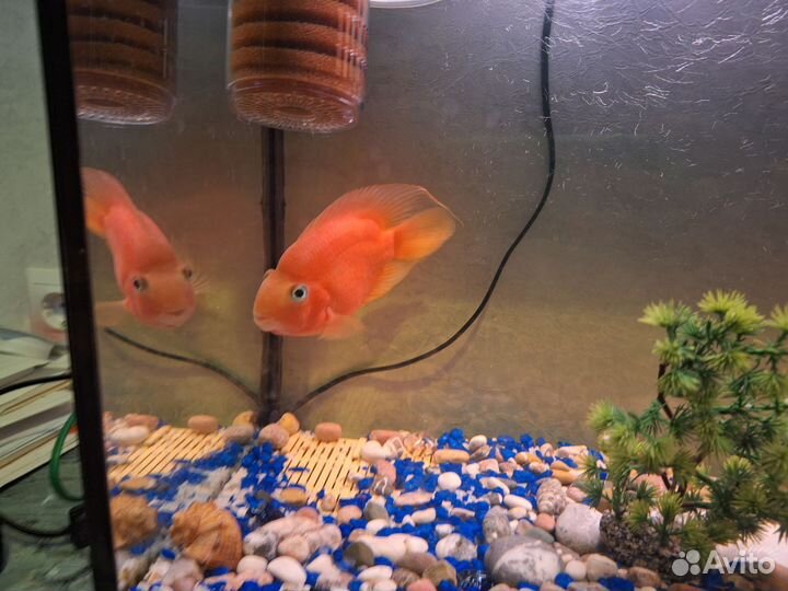 Аквариумная рыба попугай