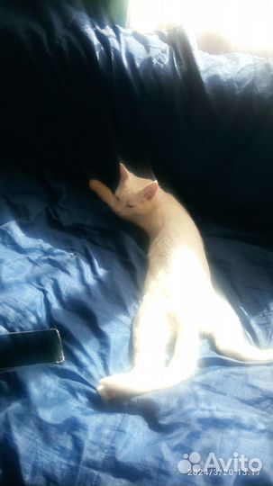 Отдаю молодого кота в добрые руки