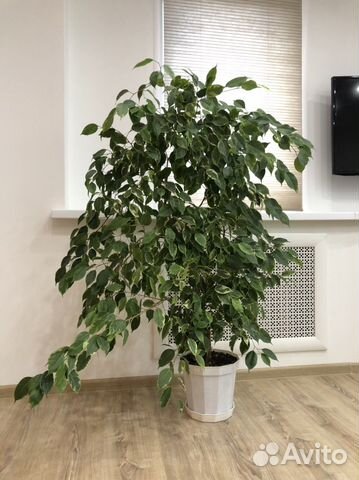 Бенджамина пестролистный