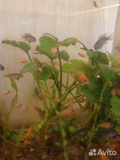 Рыбы цихлиды