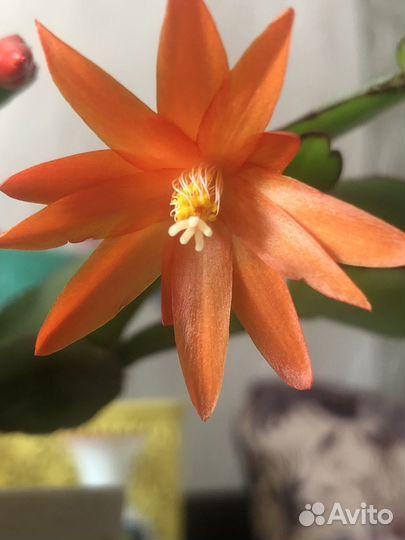 Декабрист,рипсалидопсис оранжевый