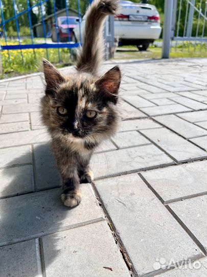 Отдам котят