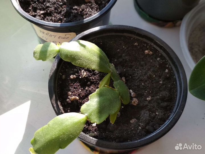 Декабрист шлюмбергера