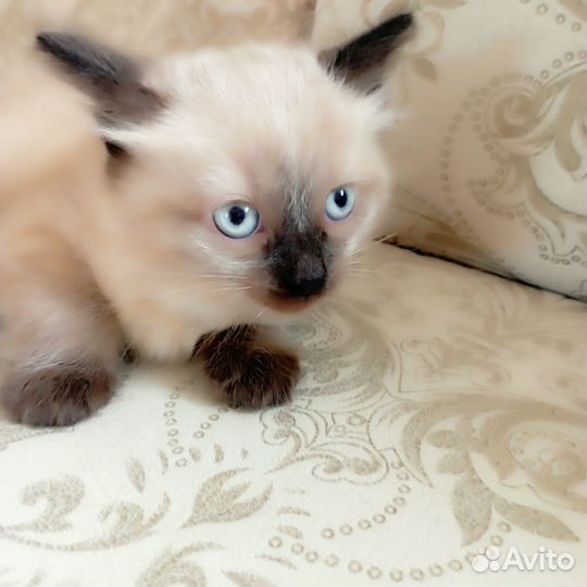 Кошки в добрые руки бесплатно