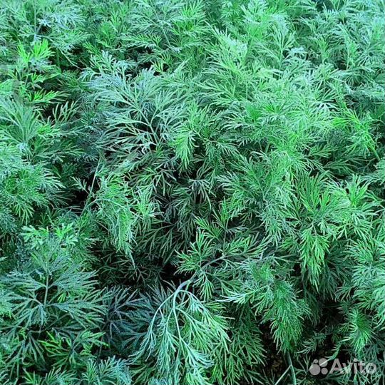 Семена укропа