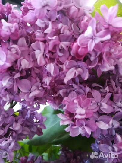 Сирень махровая