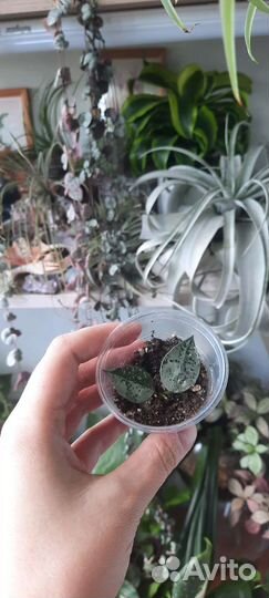 Хойи разные