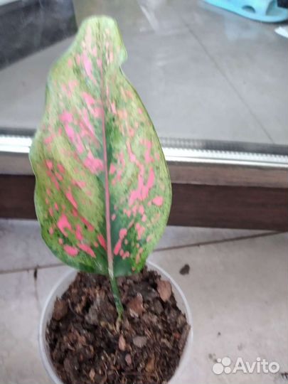 Аглаонема пинк леопард,чатра монгол