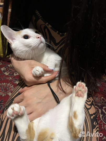 Котик 8 месяцев
