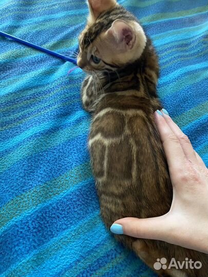 Бенгальские мальчики и девочки