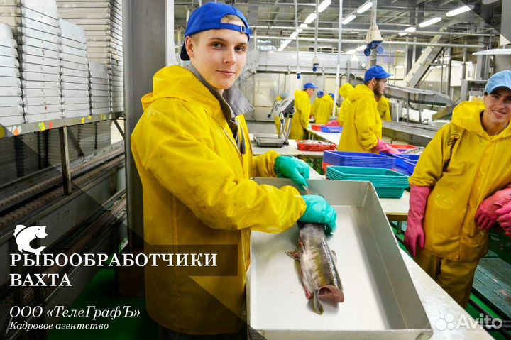 Рыбообработчик Обработчик рыбы