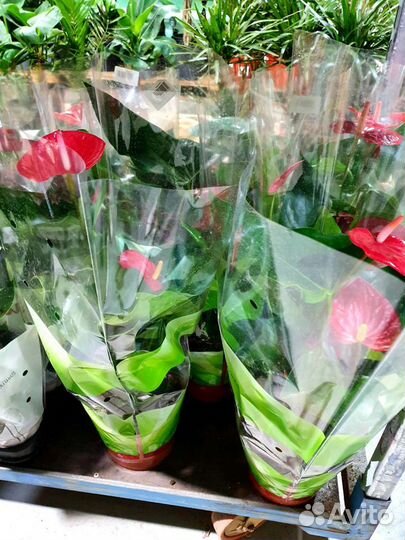 Антуриум. Цветок мужское счастье