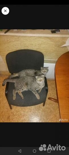 Кот и кошка