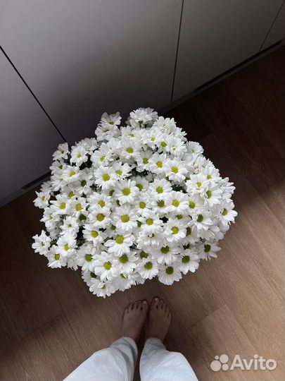 Хризантемы ромашки Сургут доставка