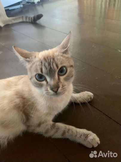 Тайские котята