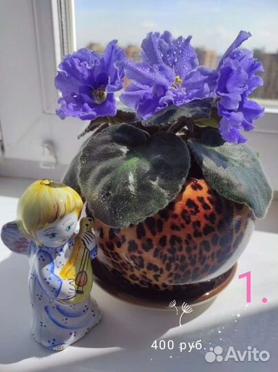 Фиалка Морской волк