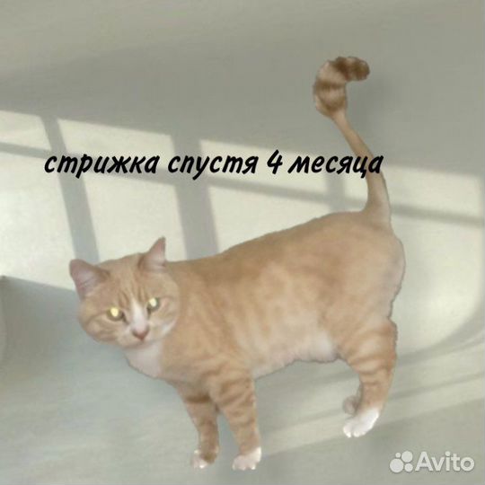 Грумер стрижка кошек на дом