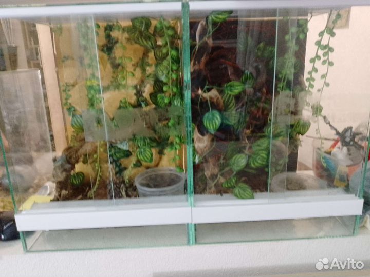Террариум для геккона