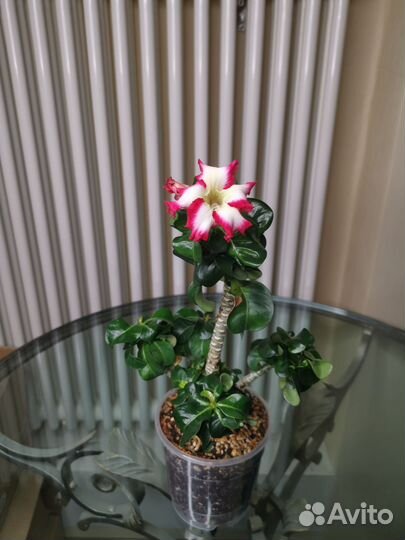 Адениум мини