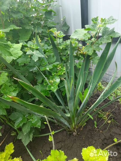 Юкка, спирея