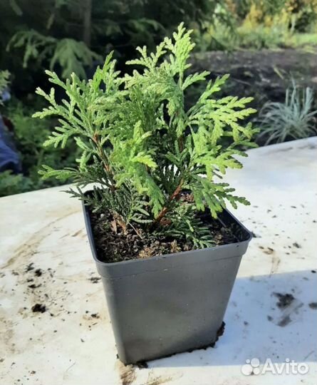 Туя даника саженцы