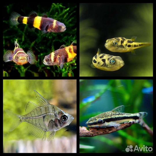 Аквариумные рыбки,улитки,раки,крабы