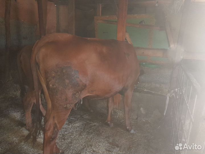 Домашние животные