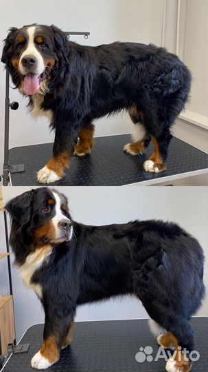 Грумер.Стрижка собак и кошек.Экспресс-линька