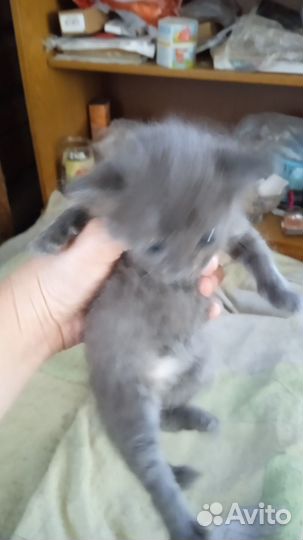 Котенок мальчик