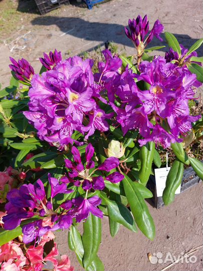 Рододендроны