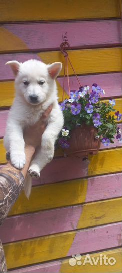 Белые волчата