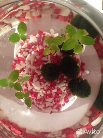 Предлагаю круглый аквариум