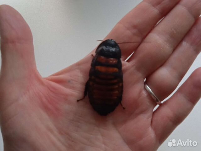 Мадагаскарский таракан шипящий купить в Москве | Животные и зоотовары ...