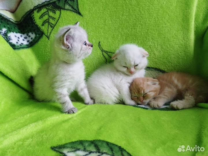 Шотландские котята