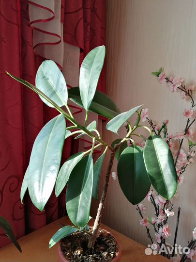 Фикус каучуконосный