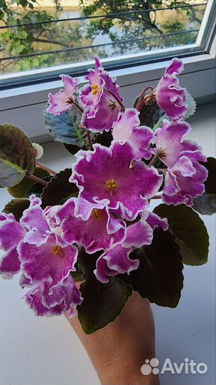 Фиалки цветущие